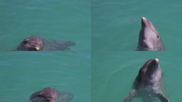 海洋公园 海豚游出水面 