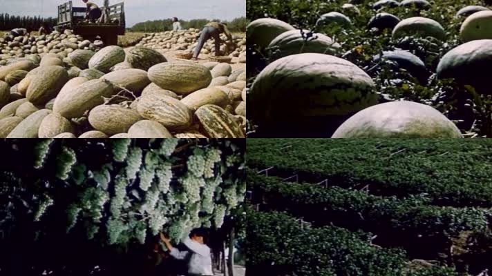 60年代新疆军垦农场收获水果