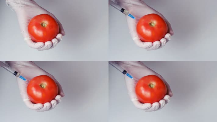 西红柿 基因工程 打针 