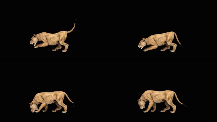 母狮捕食循环动画 黑幕抠像 4K视频
