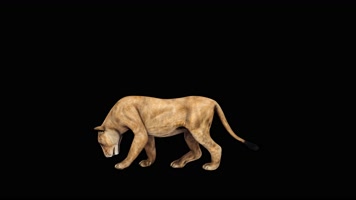 母狮捕食循环动画 黑幕抠像 4K视频