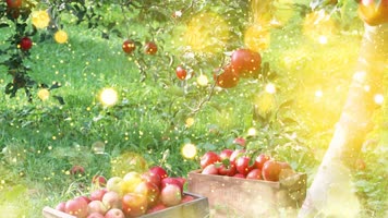 红山果-安与骑兵配乐视频