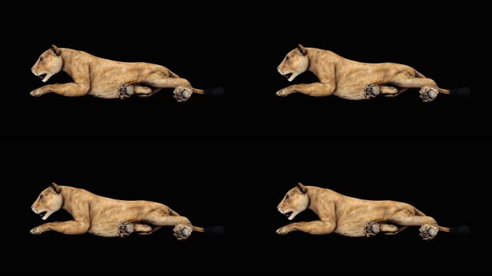 母狮趴地上休息 循环动画 黑幕抠像 4K视频