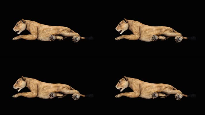 母狮趴地上休息 循环动画 黑幕抠像 4K视频