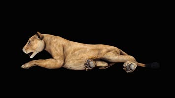 母狮趴地上休息 循环动画 黑幕抠像 4K视频