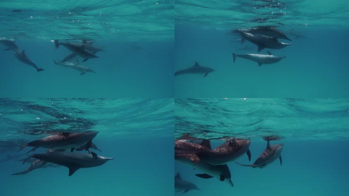 一群海豚在海里游泳 求偶