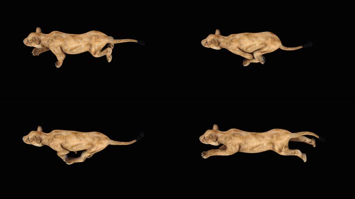 母狮奔跑循环动画 黑幕抠像 4K视频