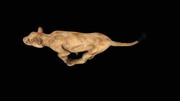 母狮奔跑循环动画 黑幕抠像 4K视频