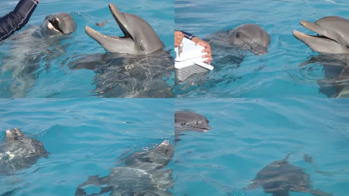 饲养员喂养海豚  海洋公园
