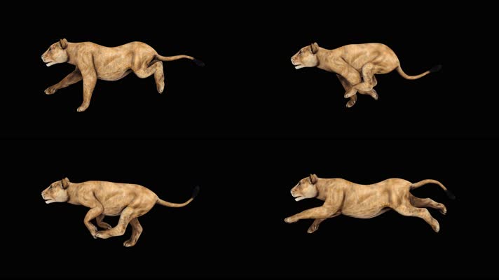 母狮奔跑循环动画 黑幕抠像 4K视频