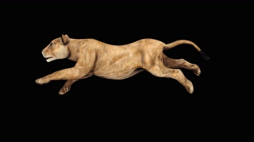 母狮奔跑循环动画 黑幕抠像 4K视频