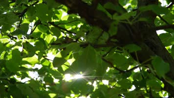 树叶透光光晕光斑空镜素材 4K视频