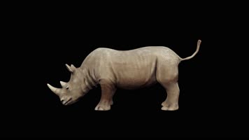 犀牛甩头循环动画 黑幕 4K视频
