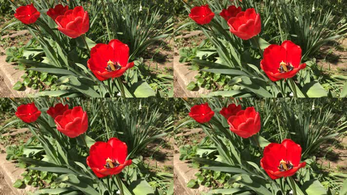 郁金香花海 花田 花朵盛开