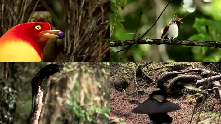 森林中的鸟儿-天堂鸟舞蹈