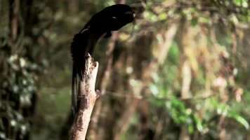 森林中的鸟儿-天堂鸟舞蹈