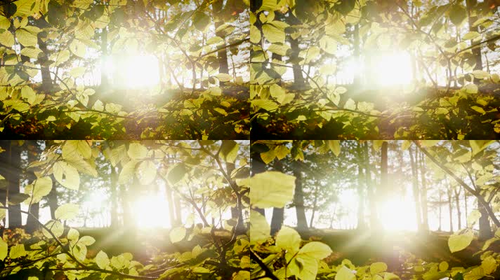 阳光传统树林 树叶 4K视频
