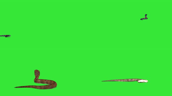 毒蛇绿屏