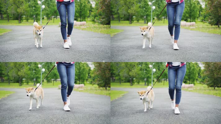 遛狗 宠物狗 散步 升格视频