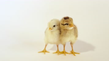 两只可爱的小鸡 4K升格视频 两只可爱的小鸡 4K升格视频