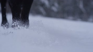 马腿运动特写镜头 4K升格视频 马腿运动特写镜头 4K升格视频