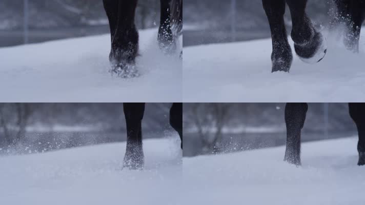 马腿运动 马腿特写镜头 4K升格视频