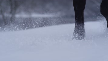 马腿运动 马腿特写镜头 4K升格视频 马腿运动 马腿特写镜头 4K升格视频