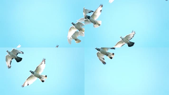 一群 白鸽 飞向蓝天 