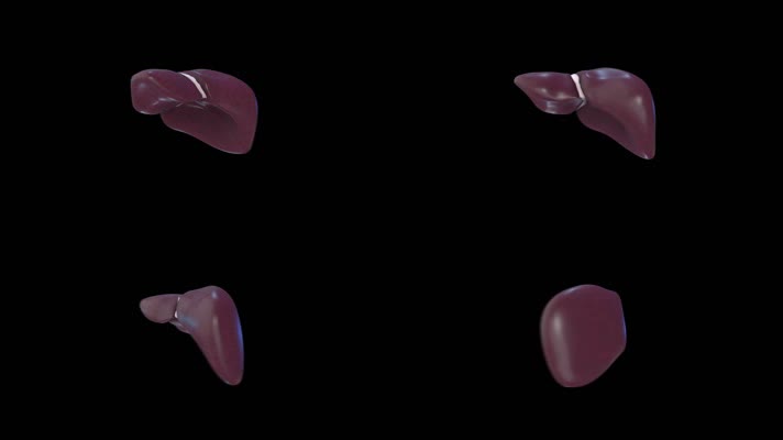 人体器官肝脏视频素材