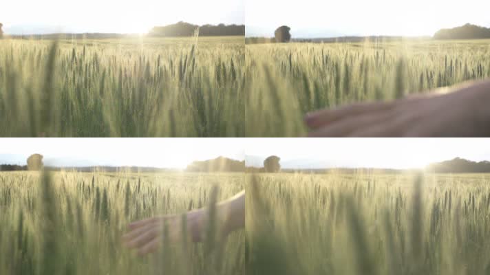手抚金色麦穗麦田特写镜头 升格视频