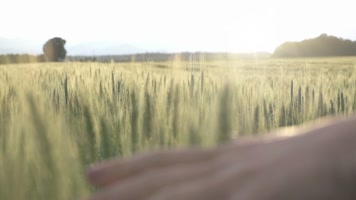 手抚金色麦穗麦田特写镜头 升格视频 手抚金色麦穗麦田特写镜头 升格视频
