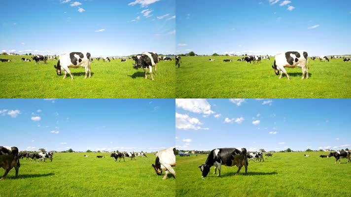 奶牛 新西兰 牧场 自然  