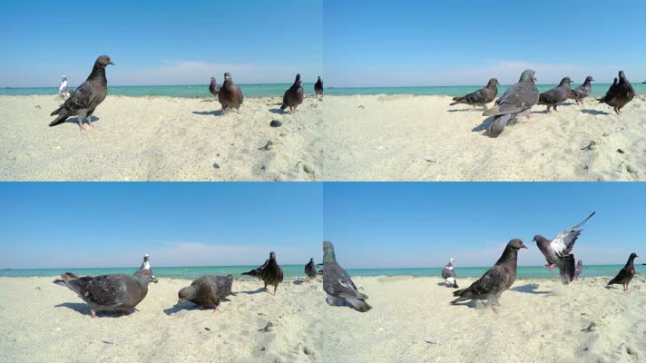 一群鸽子海滩觅食 