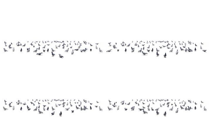 鸽子 鸽子群 鸟群 和平鸽 