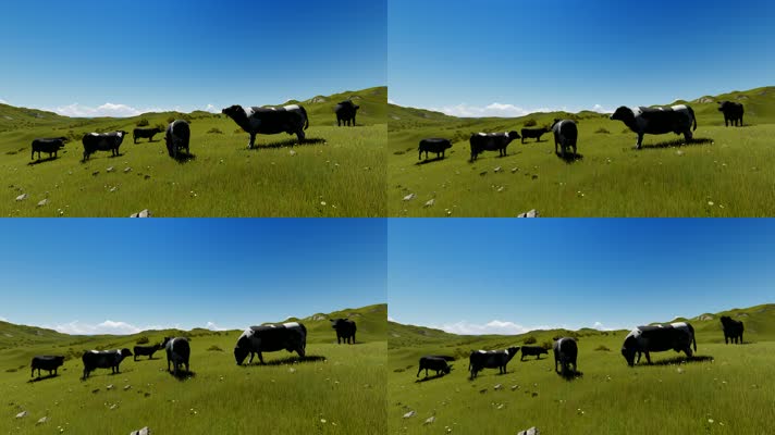奶牛 新西兰 牧场 自然  