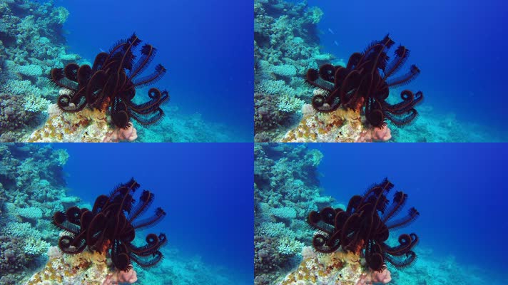 梦幻海底世界 美丽珊瑚 