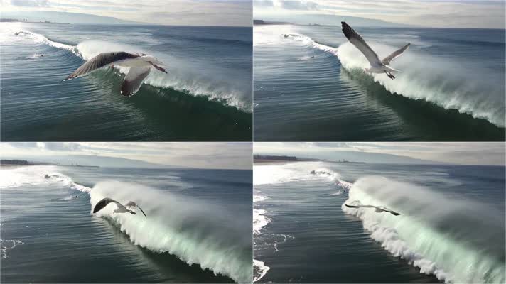 海鸥飞过海面海浪慢镜头
