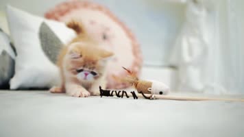 可爱小猫玩耍，加菲猫