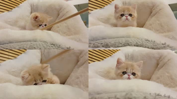 可爱小猫玩耍，加菲猫