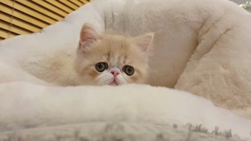 可爱小猫玩耍，加菲猫