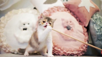 可爱小猫玩耍，加菲猫