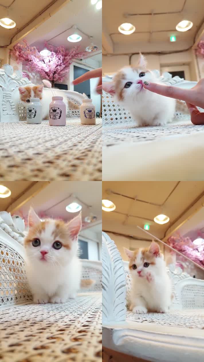 小猫竖屏，动物竖屏手机视频手机竖屏