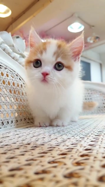 小猫竖屏，动物竖屏手机视频手机竖屏