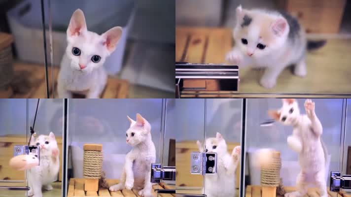 可爱小猫，无毛猫斯芬克斯猫加拿大无毛猫