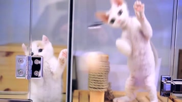 可爱小猫，无毛猫斯芬克斯猫加拿大无毛猫