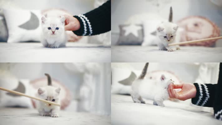 可爱小猫玩耍
