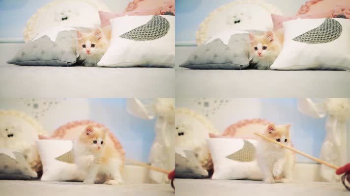 可爱小猫玩耍，布偶猫