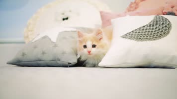 可爱小猫玩耍，布偶猫