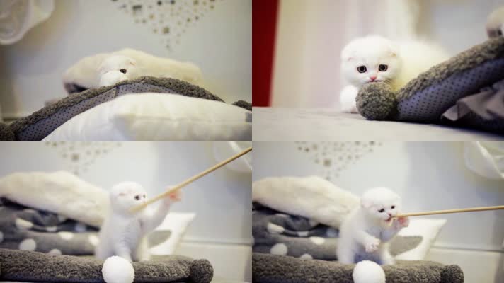 可爱小猫玩耍，折耳猫