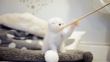 可爱小猫玩耍，折耳猫